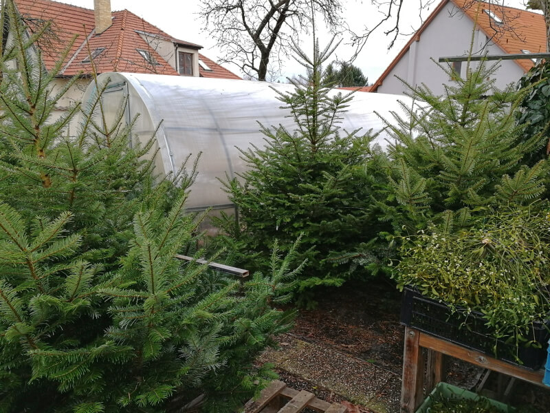 Prodej vánočních stromků v Dobrém Zahradnictví