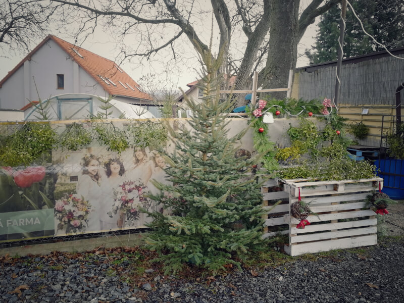 Prodej vánočních stromů a jmelí