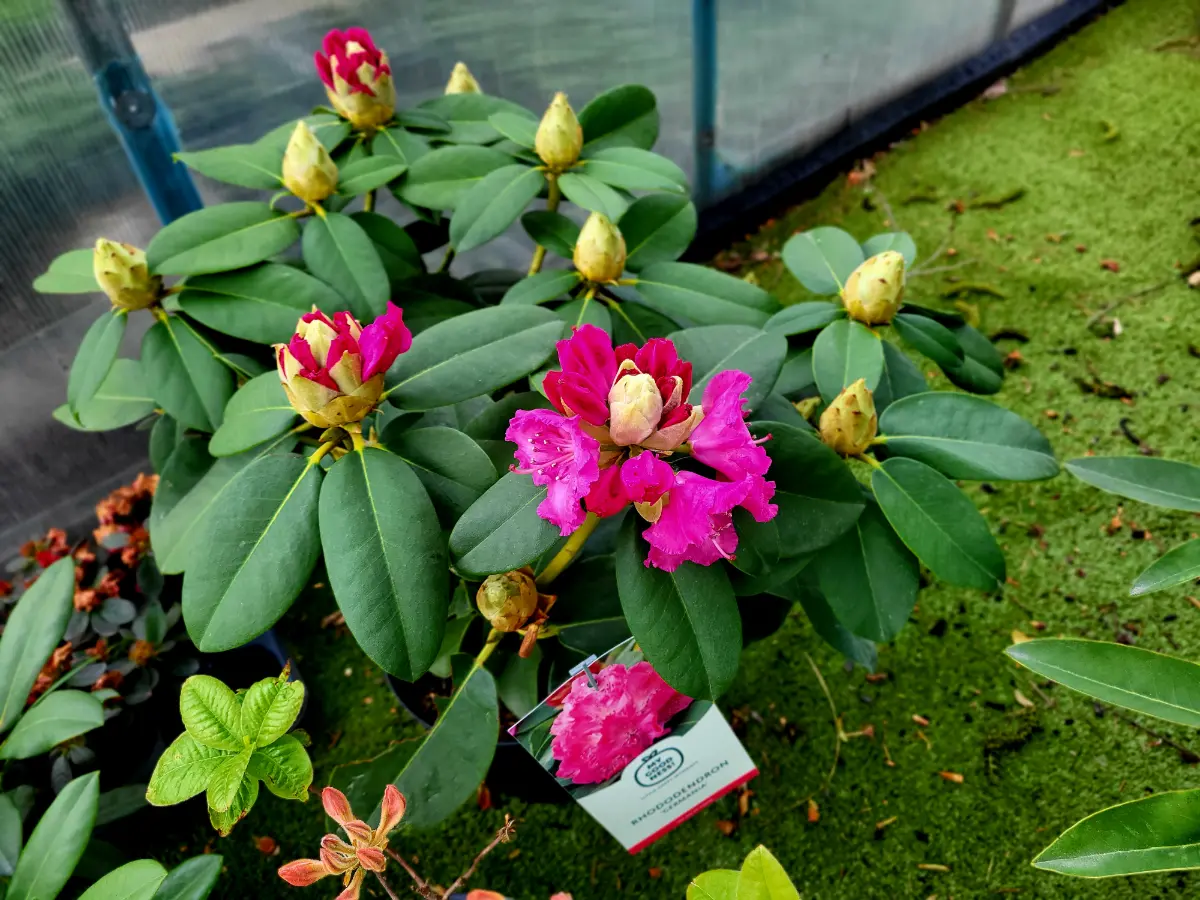 Zajímavé barvy velkých rhododendronů