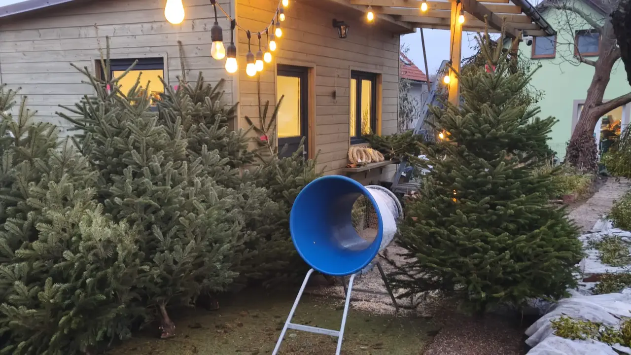 Prodej vánočních stromků v Říčanech