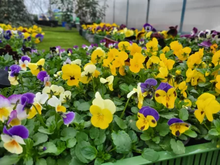 Drobnokvěté macešky