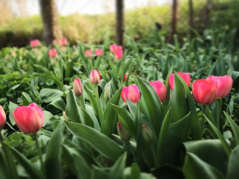 Kvetoucí tulipány z Dobrého Zahradnictví