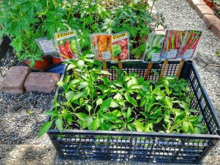Prodej paprik a další sadby zeleniny v Dobrém Zahradnictví v Říčanech