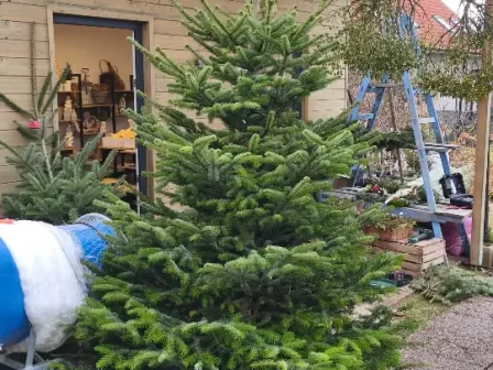 Prodej vánočních stromků v Říčanech