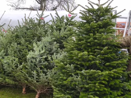 Prodej vánočních stromků v Říčanech